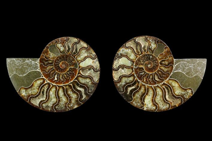 Agatized Ammonite Fossil - Beautiful Preservation #130078